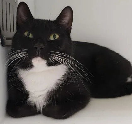 An adult small-sized female Domestic Short Hair cat named Andreas for adoption in Cleveland, OH