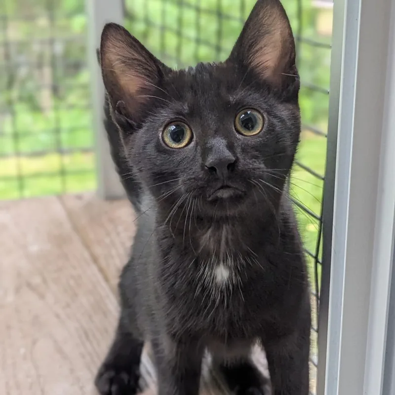 A baby medium-sized female Black Domestic Short Hair cat named Odette for adoption in Fenton, MI