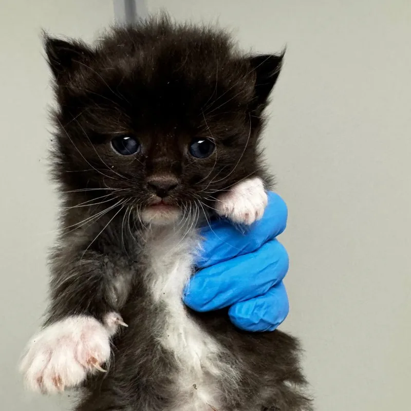 A baby small-sized male Black Domestic Short Hair cat named Chewy for adoption in Concord, NC