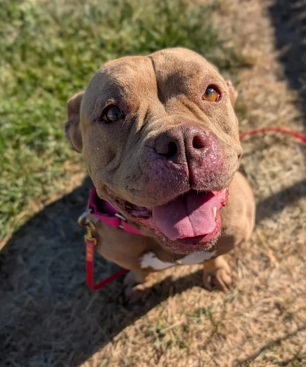 An adult large-sized female Pit Bull Terrier dog named Andromeda for adoption in Santa Rosa, CA
