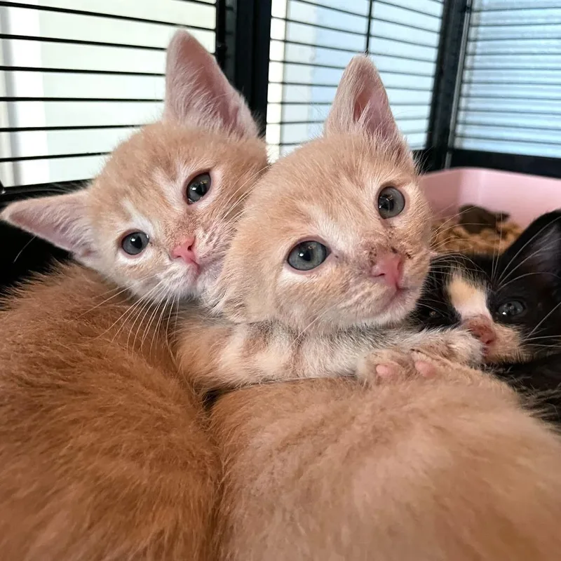 A baby small-sized male Buff / Tan / Fawn Domestic Short Hair cat named Yodel for adoption in Carencro, LA