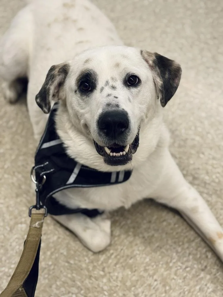 A young large-sized male Tricolor (Brown, Black, & White) Great Pyrenees dog named Ac  Neo for adoption in Brewster , NY