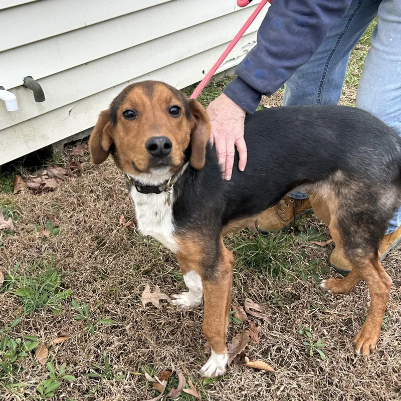 Braxton Ii thumbnail 2