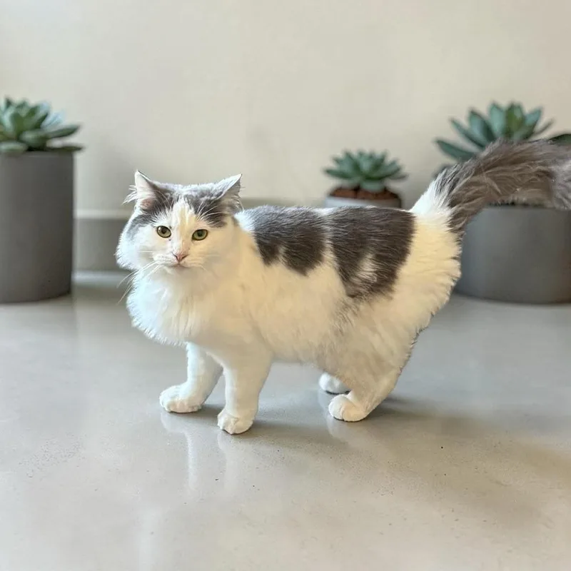 A young small-sized female Gray & White Domestic Long Hair cat named Magical Unicorn for adoption in Mount Laurel, NJ