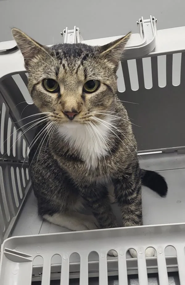 An adult small-sized male Domestic Short Hair cat named Pen Sid for adoption in Lawrenceville, GA