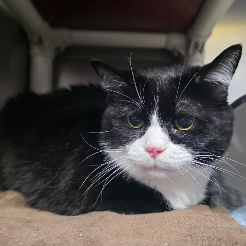 A senior small-sized female Domestic Short Hair cat named Meesha for adoption in New Manchester, WV