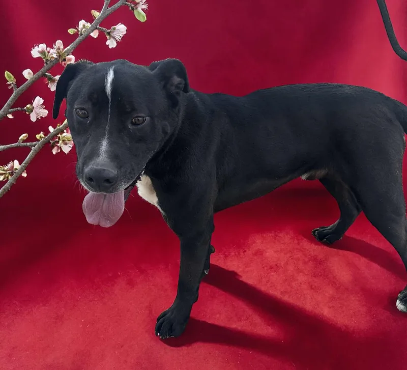 An adult large-sized male Black Labrador Retriever dog named Hank for adoption in Ventura, CA