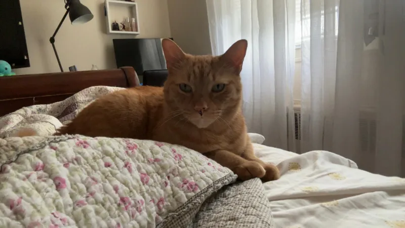 An adult medium-sized male Tabby (Orange / Red) Domestic Short Hair cat named Pumpkin for adoption in Yonkers, NY