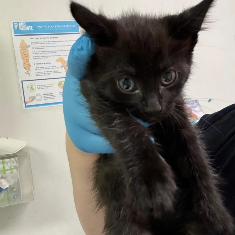 A baby small-sized male Black Domestic Short Hair cat named Cinder for adoption in Charleston, WV