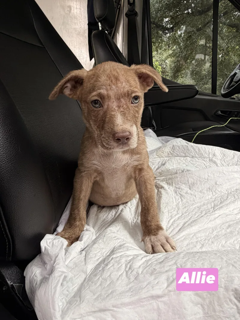 A Litter Allie