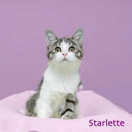A baby small-sized female Domestic Medium Hair cat named Starlette for adoption in Parma, OH
