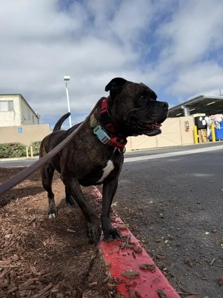 A senior large-sized female Pit Bull Terrier dog named Tonka for adoption in San Diego, CA