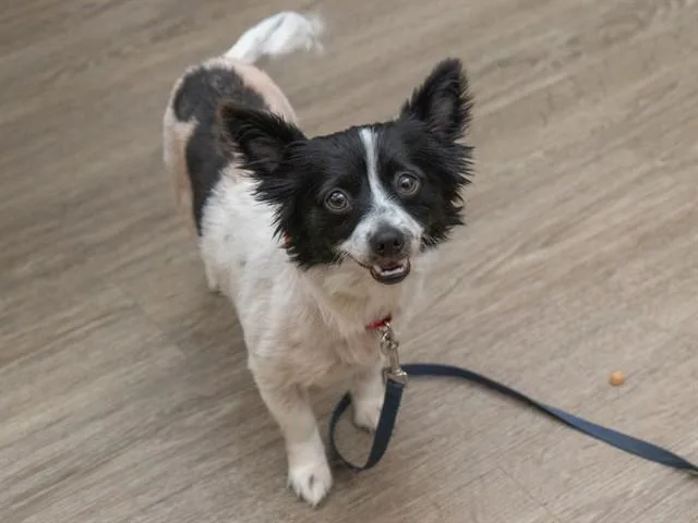 An adult small-sized male Papillon dog named Oreo for adoption in Martinez, CA