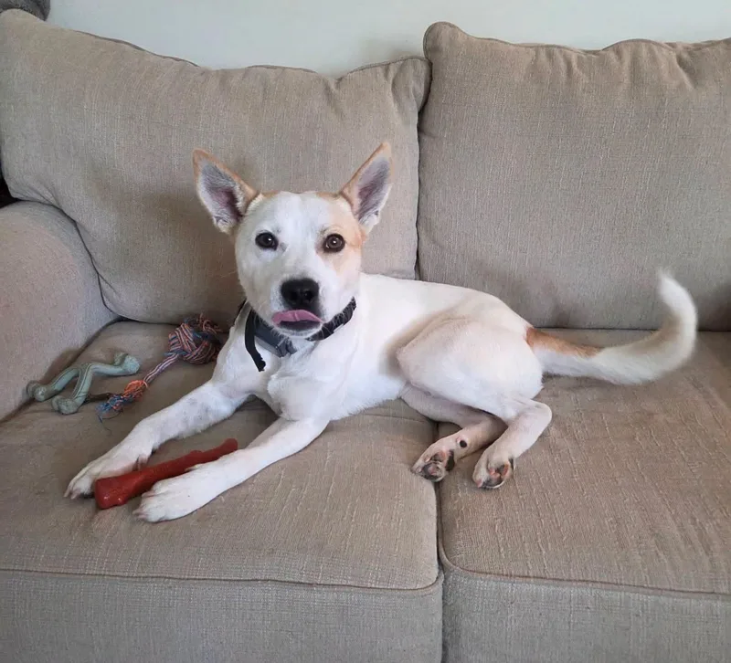 A young medium-sized male White / Cream Mixed Breed dog named Noah for adoption in Covington, GA
