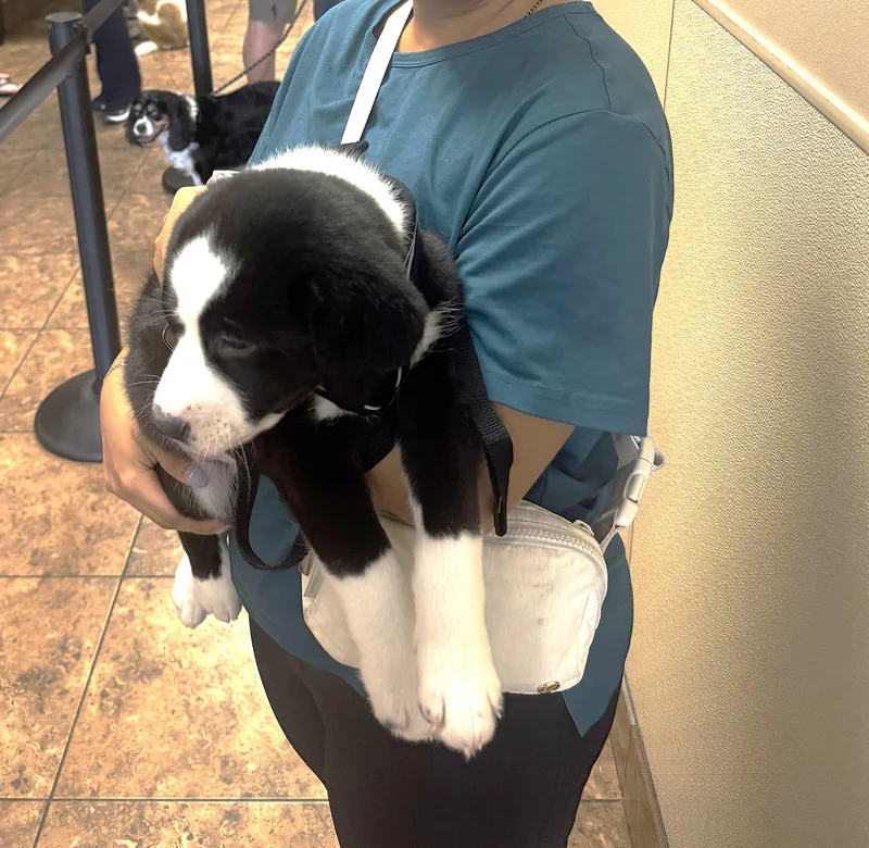 A baby medium-sized male Black Border Collie dog named Oreo for adoption in Godley, TX