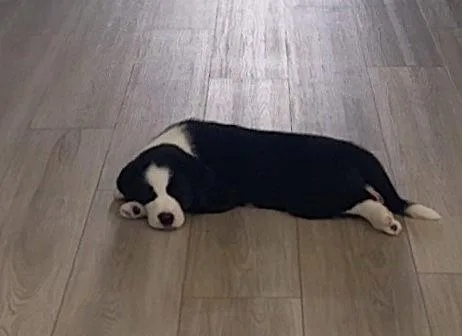 Oreo thumbnail 4