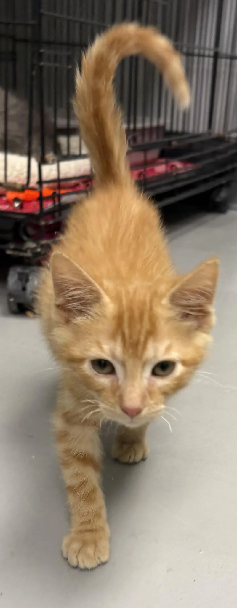 A baby medium-sized male Tabby (Orange / Red) Tabby cat named Romulus for adoption in Georgetown, KY