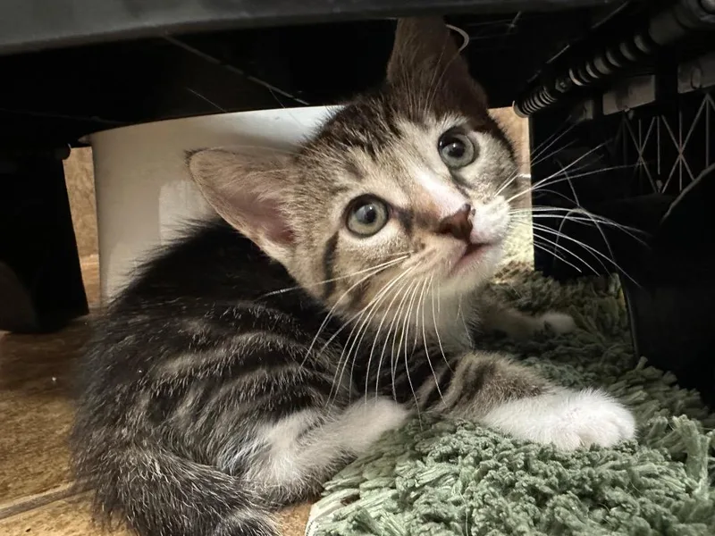 A baby medium-sized male Domestic Short Hair cat named Victor for adoption in Tampa, FL