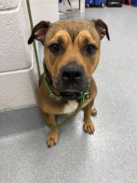 An adult large-sized female Pit Bull Terrier dog named Azteca for adoption in Indianapolis, IN