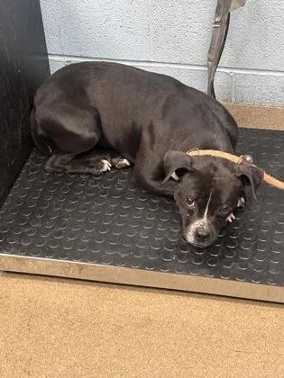 An adult medium-sized female Mixed Breed dog named Peepler for adoption in Chamblee, GA