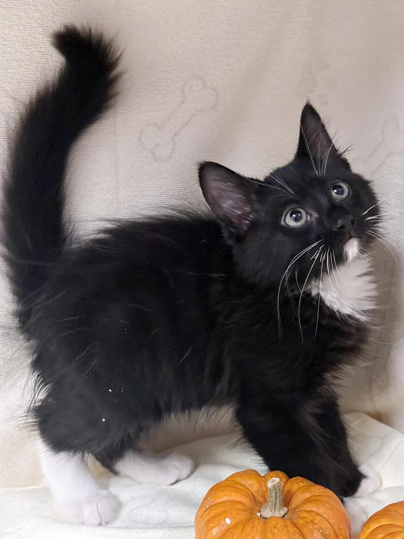 A baby medium-sized male Black & White / Tuxedo Domestic Medium Hair cat named Cocoa for adoption in Lake Monroe, FL