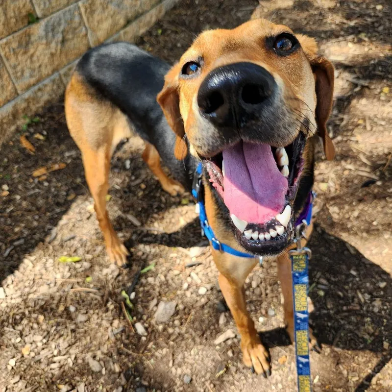 A young medium-sized male Black and Tan Coonhound dog named Mallard for adoption in Falls Church, VA