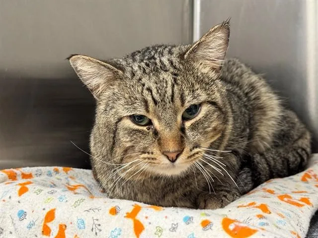 An adult medium-sized male Domestic Short Hair cat named Gravy for adoption in Pueblo, CO