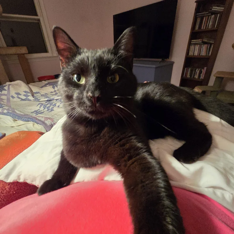 An adult medium-sized male Black Domestic Short Hair cat named Jerry for adoption in Great Mills, MD