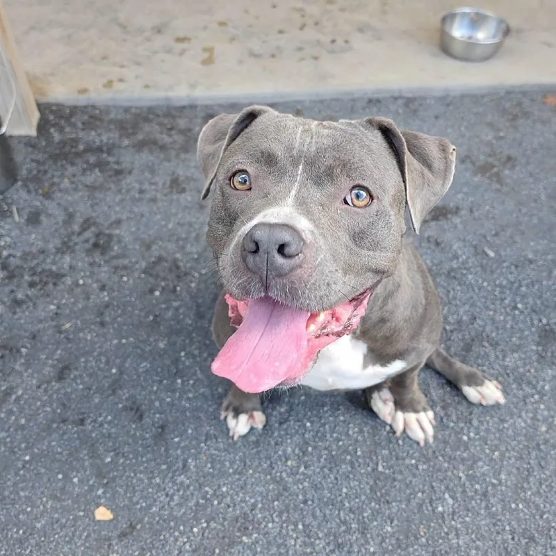 An adult large-sized male Gray / Blue / Silver Pit Bull Terrier dog named Blaze for adoption in Quakertown, PA