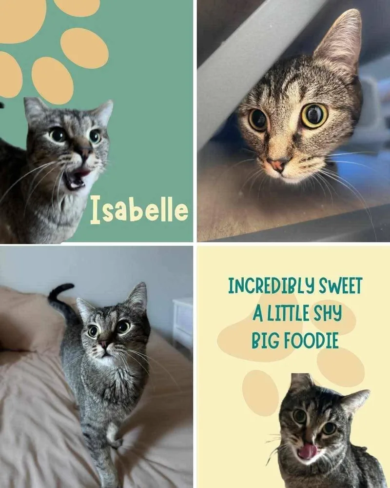 An adult small-sized female Tabby (Gray / Blue / Silver) Domestic Short Hair cat named Isabelle for adoption in Brigham City, UT