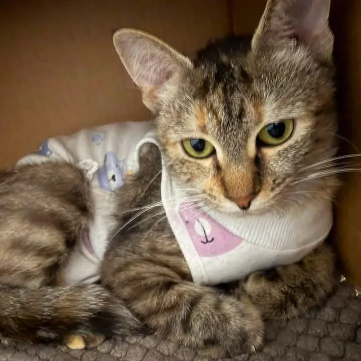 A young small-sized female Tabby (Brown / Chocolate) Tabby cat named Tabitha for adoption in Manhattan Beach, CA
