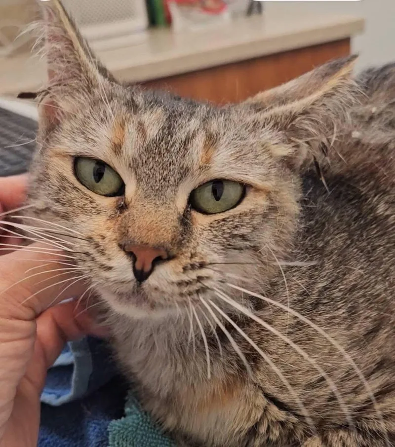 Tabitha thumbnail 3