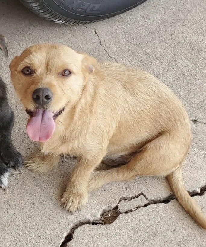 An adult medium-sized female Terrier dog named Priscilla for adoption in Blue Springs, MO