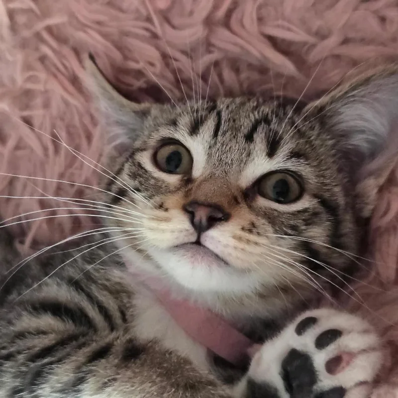 A baby small-sized female Brown / Chocolate Domestic Short Hair cat named Hedy Lamarr for adoption in Skokie, IL