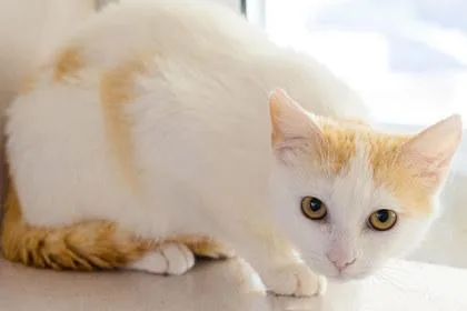 A young small-sized male Domestic Short Hair cat named Garnet for adoption in Longmont, CO