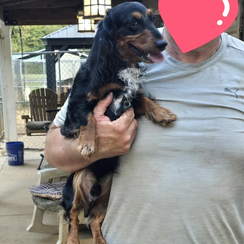 A young small-sized male Yellow / Tan / Blond / Fawn Miniature Dachshund dog named Remington REMI for adoption in Athens, AL