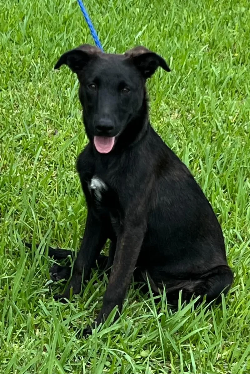A baby medium-sized female Bicolor Dutch Shepherd dog named Liberty for adoption in Greeneville , TN