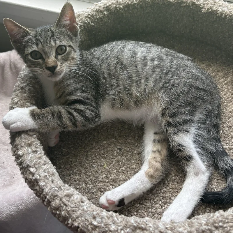 A baby medium-sized male Domestic Short Hair cat named Peeta for adoption in Warwick, RI
