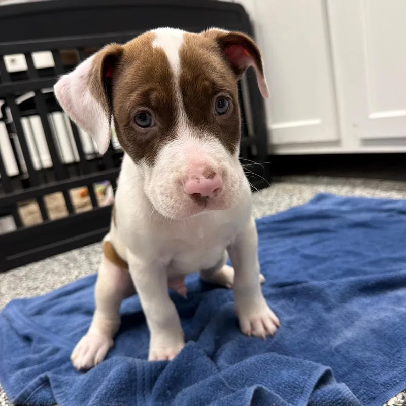 A baby small-sized male Brown / Chocolate Pit Bull Terrier dog named Beckham for adoption in Fairmont, WV