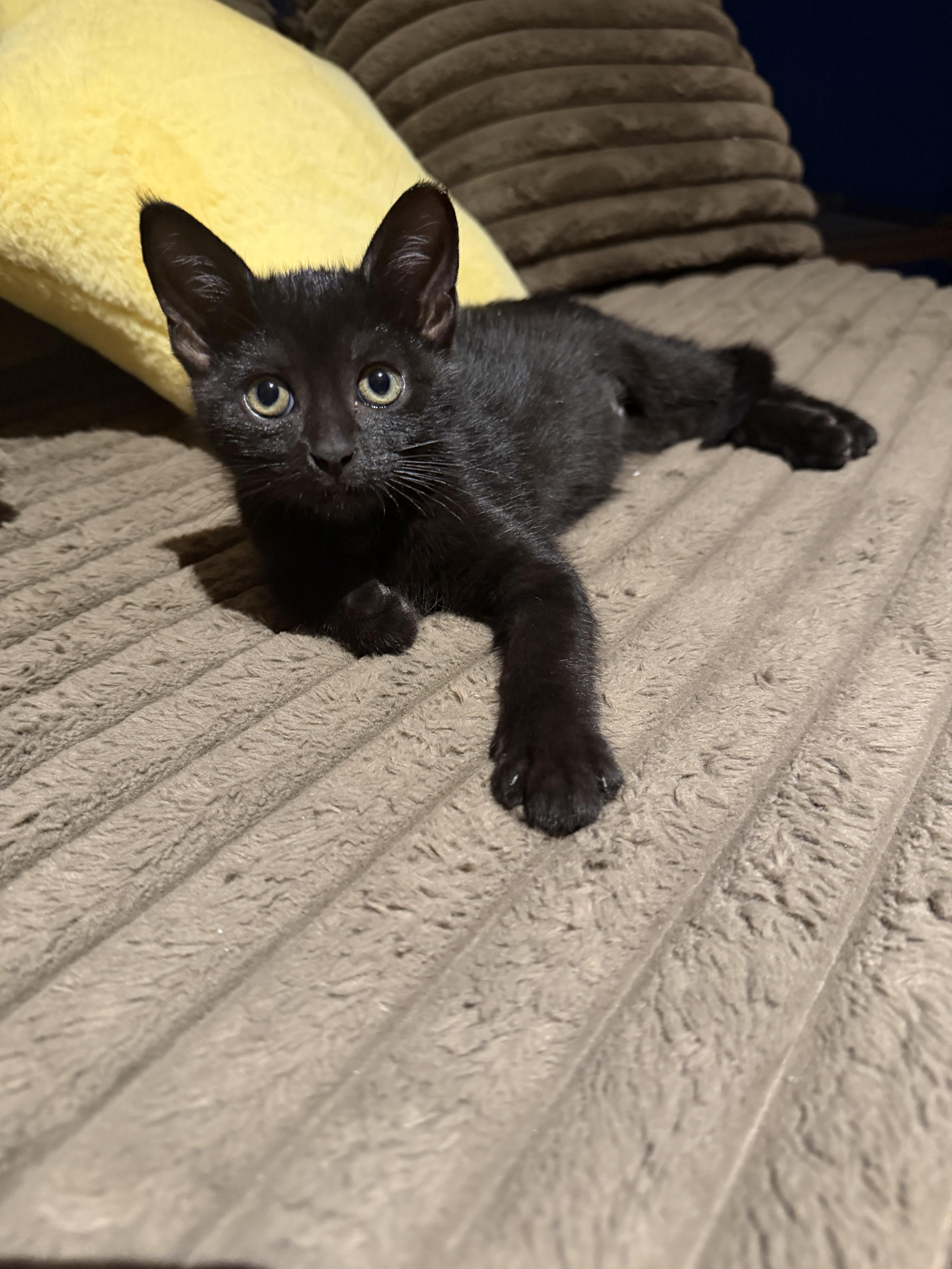A baby medium-sized male Black Domestic Short Hair cat named Beetlejuice for adoption in warren, OH