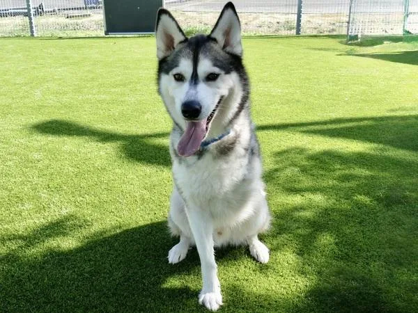 An adult large-sized male Siberian Husky dog named Chicken Nuggy for adoption in Martinez, CA