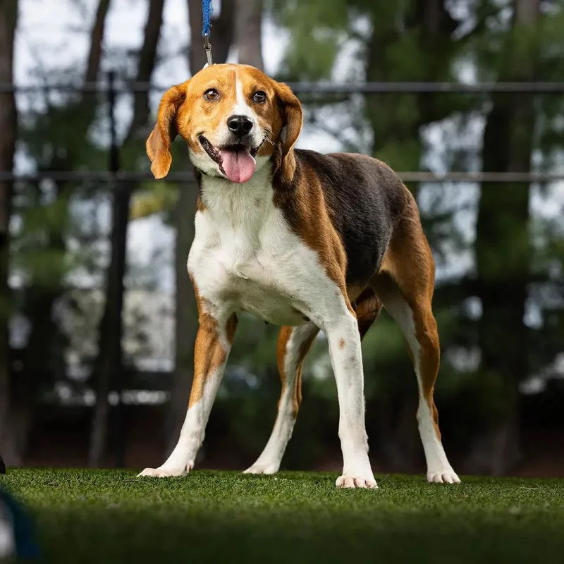 A young medium-sized female White / Cream American Foxhound dog named Lucy for adoption in Jupiter, FL