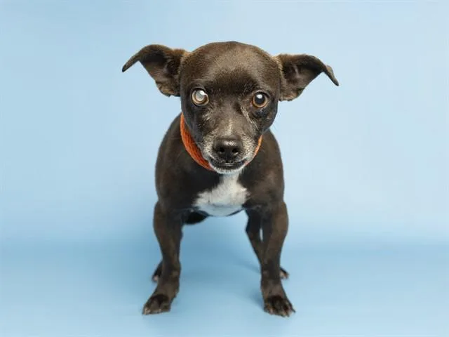 An adult small-sized male Chihuahua dog named Badger for adoption in Phoenix, AZ