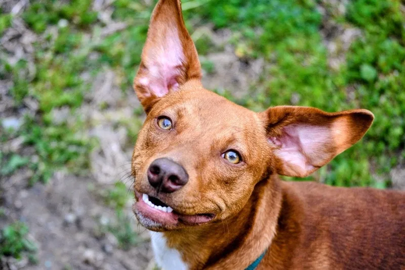 Copper