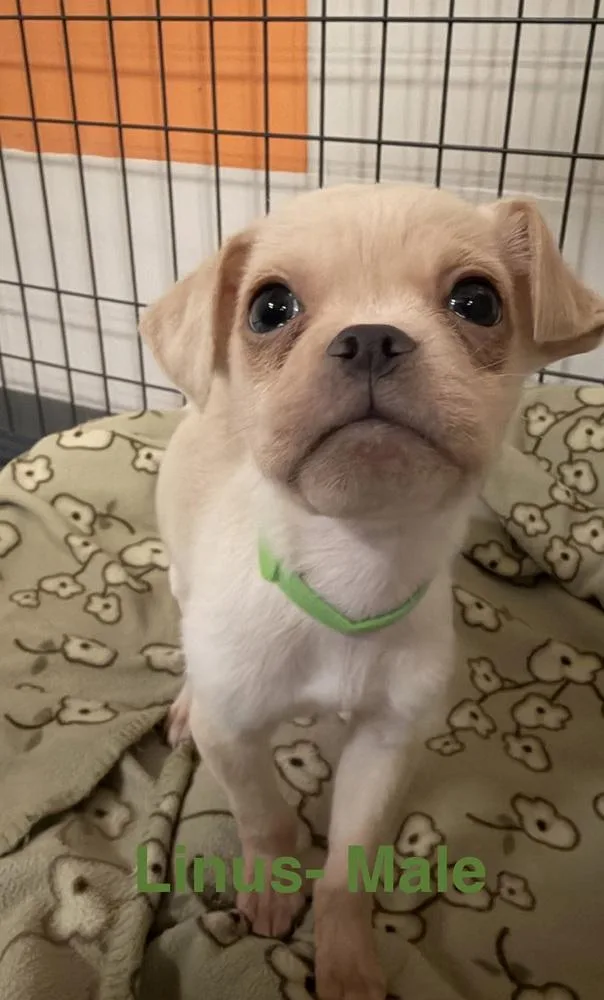 A baby small-sized male Pekingese dog named Linus for adoption in Clinton Township, MI
