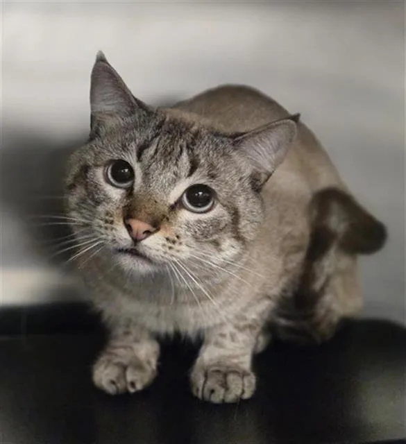 A young small-sized male Domestic Short Hair cat named Jimbo for adoption in Dallas, TX