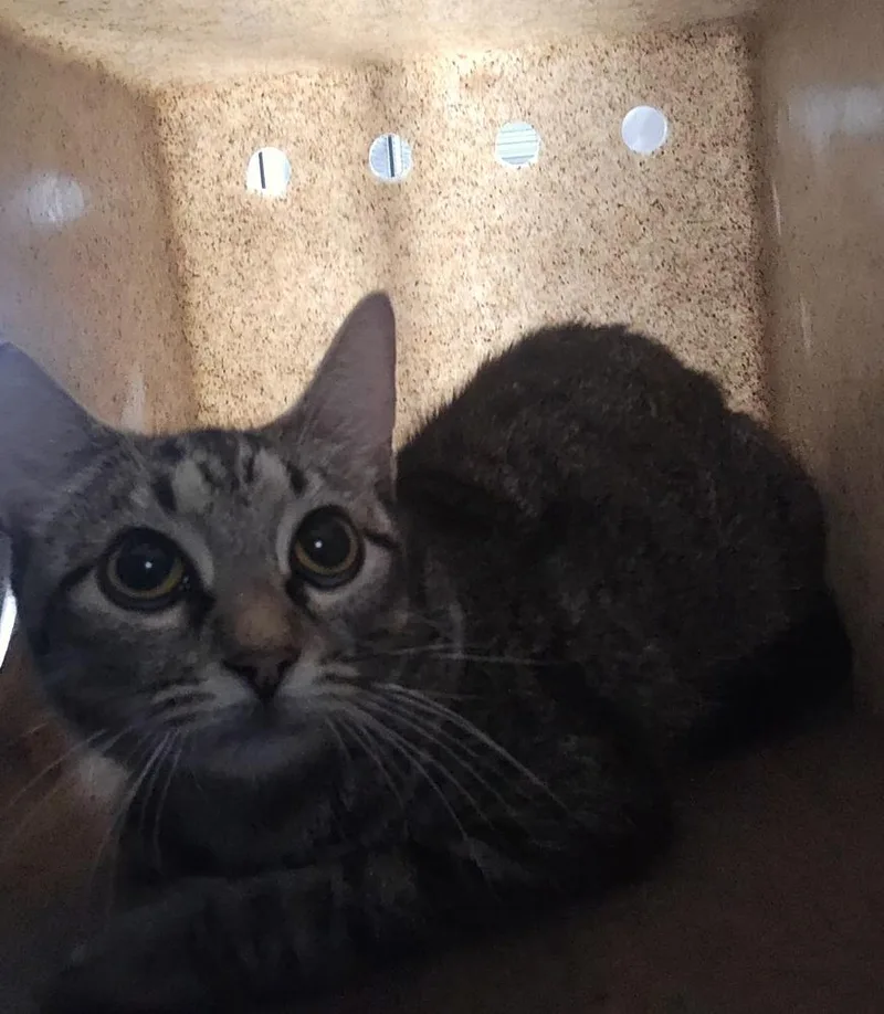 An adult large-sized female Domestic Short Hair cat named Fern for adoption in Dickson, TN