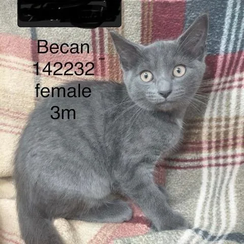 A baby small-sized female Domestic Short Hair cat named Becan for adoption in New Tazewell, TN
