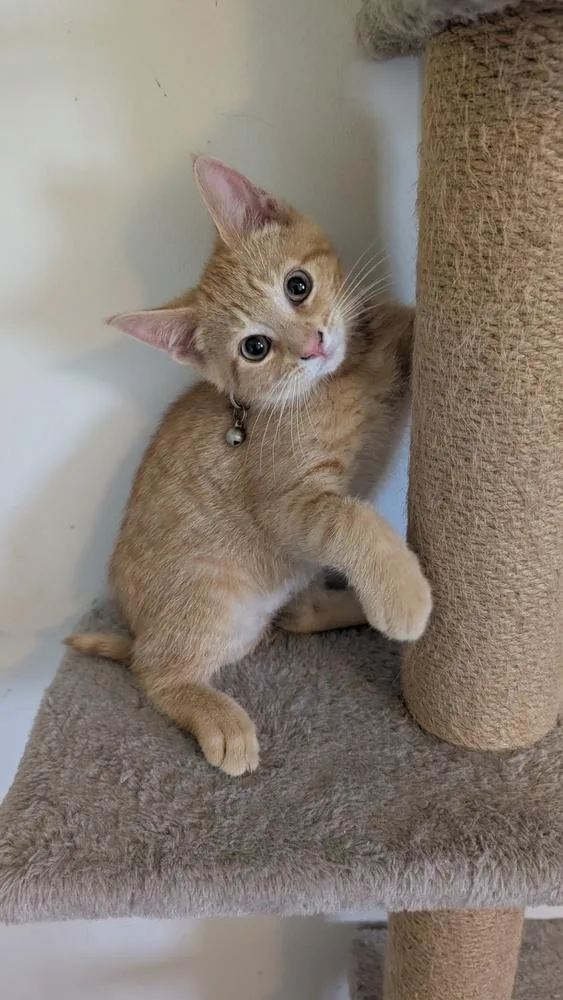 A baby small-sized female Domestic Short Hair cat named Petunia for adoption in Plymouth, MI