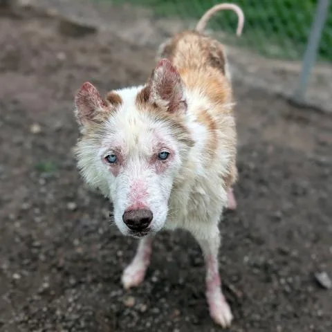 An adult large-sized male Siberian Husky dog named Shiloh for adoption in Conroe, TX